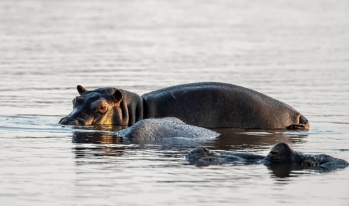 Hippopotamus (Hippopatamus amphibius), adult, in the water at sunrise, Sunset Dam Kruger National
