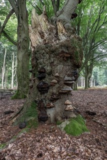 Deadwood with tinder fungus (Fomes fomentarius) in beech forest (Fagus sylvatica), Emsland, Lower