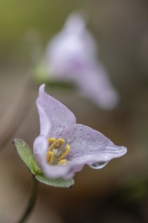 Pseudotrillium (Trillium rivale), Emsland, Lower Saxony, Germany, Europe