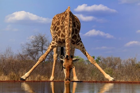 Southern giraffe (Giraffa camelopardalis giraffa), adult, drinking, at the water, Kruger National