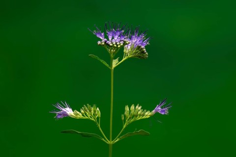 Clandon caryopteris (caryopteris x clandonensis), flower, flowering, Germany, Europe