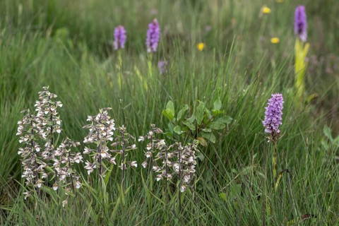 Marsh helleborine (Epipactis palustris) and Southern marsh orchid (Dactylorhiza praetermissa),