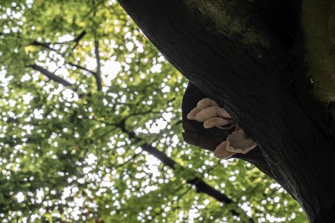 Ringed beech slime moulds (Oudemansiella mucida) on old copper beech (Fagus sylvatica), Emsland,