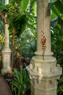 Large columns and lush plants, tropical flair, historic greenhouse, palm house, Botanical Garden or