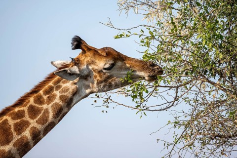Southern giraffe (Giraffa giraffa giraffa) eating leaves on a tree, animal portrait, Kruger