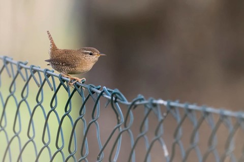 A wren (Troglodytes troglodytes) sitting on a metal wire fence in front of a blurred natural