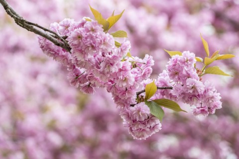 Japanese flowering cherry (Prunus serrulata Kanzan), Emsland, Lower Saxony, Germany, Europe