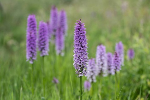 Southern marsh orchid (Dactylorhiza praetermissa), Emsland, Lower Saxony, Germany, Europe