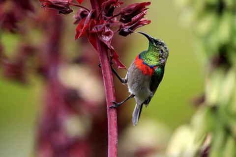 Cape Sunbird (Cinnyris chalybeus), adult, foraging, feeding, on giant honey flower (Melianthus
