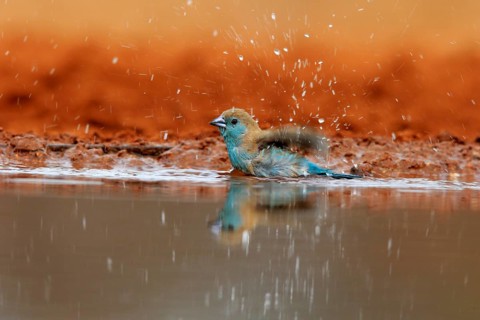 Angolan butterfly finch (Uraeginthus angolensis), blue-eared butterfly finch, adult, at the water,