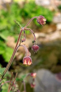 Water avens (Geum rivale), flower, blooming, at a pond, Ellerstadt, Germany, Europe
