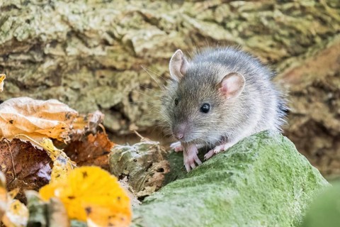 A juvenile Norway rat (Rattus norvegicus) sitting on a moss-covered stone in the forest, surrounded