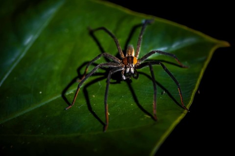 Getazi comb spider or Getazi banana spider (Cupiennius tazi), adult male sitting on a branch at