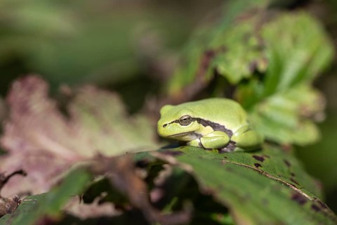 Tree frog (Hyla arborea), Lower Saxony, Germany, Europe
