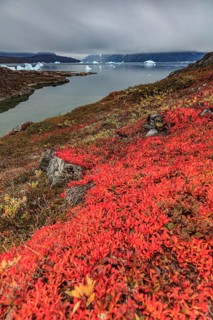 Autumn coloured tundra at fjord with icebergs, mountains, Scoresby Sound, East Greenland,