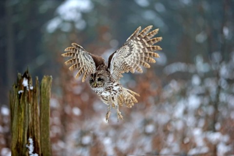 Tawny Owl (Strix aluco), adult flying in winter, Zdarske Vrchy, Bohemian-Moravian Highlands, Czech