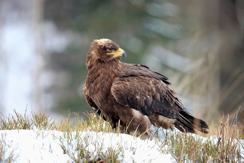 Steppe eagle (Aquila nipalensis), adult in the snow, on the ground, in winter, snow, Zdarske Vrchy,