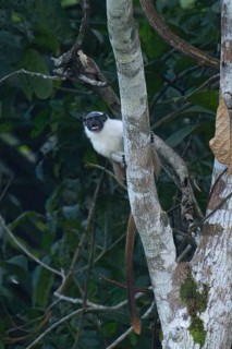 Brazilian bare faced tamarin, Saguinus bicolor, Amazon basin, Brazil, South America