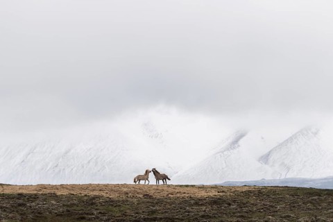 Icelandic horses in front of snowy mountains, near Vatnshlidharvatn, Iceland, Europe