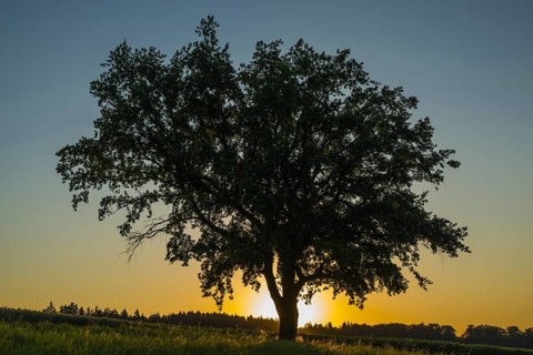 Old English oak (Quercus robur), Swabian Alb, Baden-Württemberg, Germany, Europe