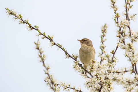 A common chiffchaff (Phylloscopus collybita) sitting on a flowering branch against a bright sky,