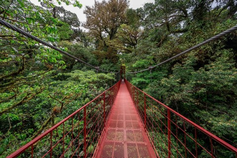 Red suspension bridge between the treetops in the rainforest, Monteverde cloud forest, Monte Verde,