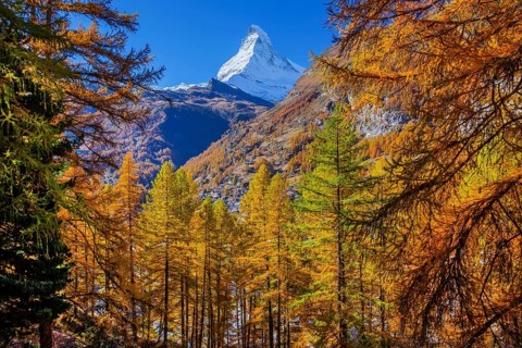 Autumn view of the Matterhorn 4478m and golden yellow larches, Zermatt, Mattertal, Valais,
