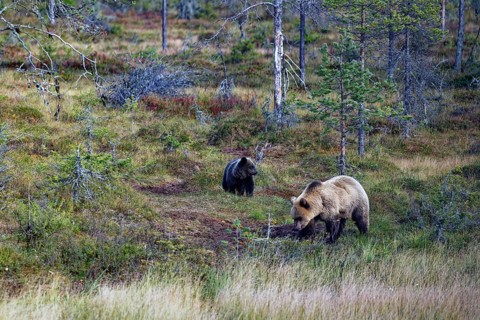 Female bear with cub (Ursus arctos), strikingly bright colouring of the fur, in the forest, looking