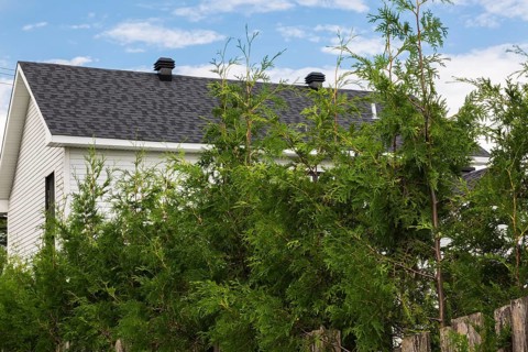 Thuja occidentalis - White Cedar hedge branches growing through wood plank property line fence in