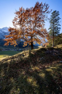 Beech with autumnal red foliage and sun star, Großer Ahornboden in autumn, rocky mountain peaks in