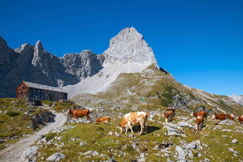 Cows grazing on the Lamsenjoch near the Lamsenjochhütte, Lamsenjoch, Karwendel Mountains, Tyrol,