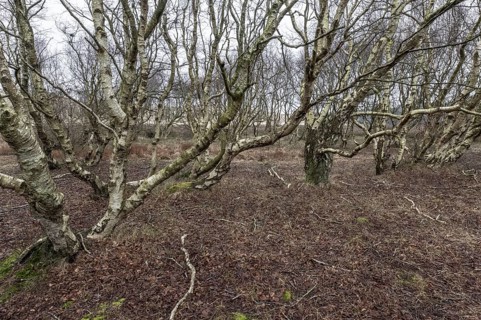 Birch trunks (Betula pendula), Amrum, Schleswig-Holstein, Germany, Europe