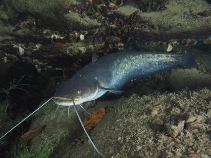 A catfish (Silurus glanis), Waller, swimming over sandy bottom, surrounded by shells and leaves,