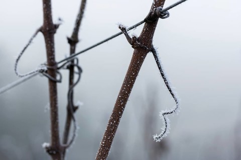 Icy branches of a grapevine along a wire in a frosty winter landscape, Reif, Rems Valley,