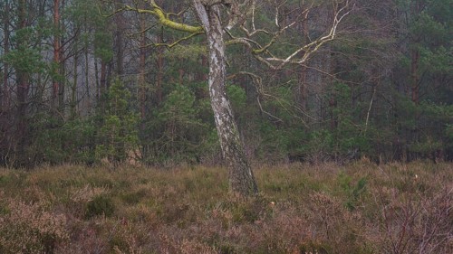 View of a single bike standing alone on a heath area, landscape photo, nature photo, flora, fauna,