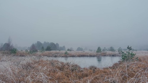 View of a frozen pond in the moor with hoarfrost frozen vegetation, landscape photo, nature photo,