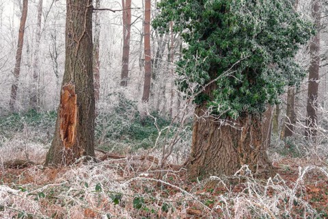 View of a damaged tree frozen with hoarfrost and a tree overgrown with ivy, landscape photo, nature