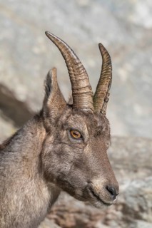 Alpine ibex (Capra ibex), female, portrait, captive, Alpine Zoo, Innsbruck, Tyrol, Austria, Europe