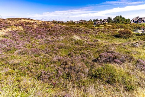 Blooming heathland near Kampen, island of Sylt, district of North Friesland, Schleswig-Holstein,