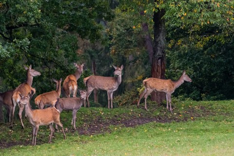 A herd of red deer (Cervus elaphus) stands on a meadow on hilly ground at a forest edge