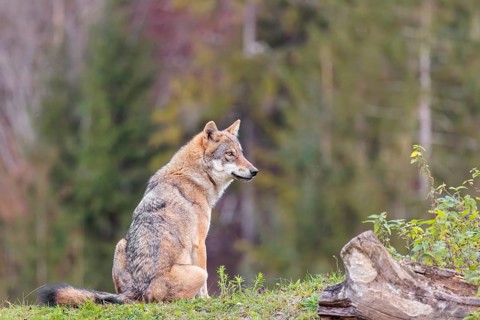 A female eurasian grey wolf (Canis lupus lupus) sits on green meadow on top of a hill
