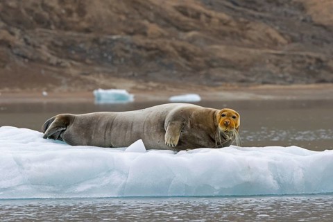 Bearded seal (Erignathus barbatus) resting on ice floe along the coast of Svalbard, Spitsbergen