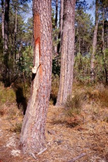 Eucalyptus resin extraction from pine trees, coniferous forests of the Landes de Gascogne, France