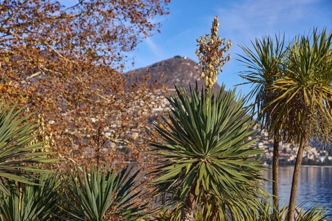 Palm lilies (Yucca), blossom, mountains, trees, depth of field, blue sky, Lake Lugano, Lugano,