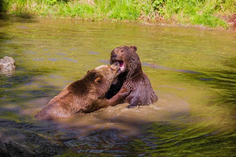 A Eurasian brown bear (Ursus arctos arctos) sow fighting with a big male in a pond