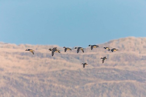 Pintails (Anas acuta), flock of birds in flight, island of Texel, Holland