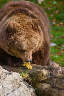 An adult female brown bear (Ursus arctos arctos) sniffes on grapes lying on a rotting fallen tree