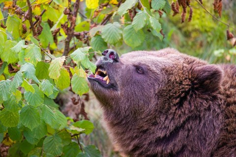 An adult female brown bear (Ursus arctos arctos) eating leaves from a birch tree