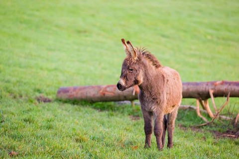 A domestic donkey, Equus (africanus) asinus stands on a green paddock