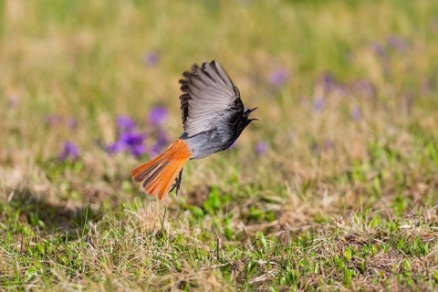 Black redstart (Phoenicurus ochruros), adult male in flight taking off from a lawn, calling, in